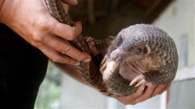 باحثون يشككون في وجود علاقة بين آكل النمل الحرشفي و 