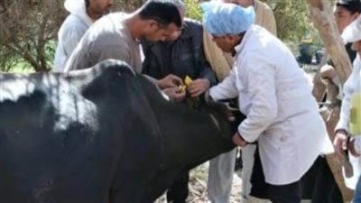 اللواء هشام آمنة: زيادة أنشطة قطاعات الطب البيطري بالبحيرة