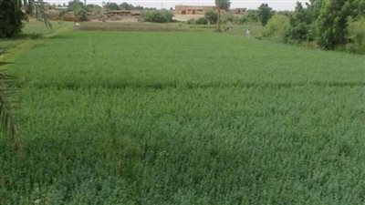 خبير اقتصادي: زيادة الرقعة الزراعية بسيناء “طوق نجاة“