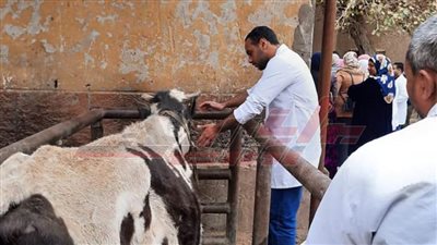 جامعة بنها تطلق قافلة بيطرية ل 