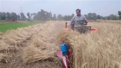 حصاد 2335 فدان قمح حتى الآن بالبحيرة