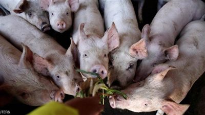 حرب الفيروسات فى الصين ..من كورونا إلى حمى الخنازير الإفريقية