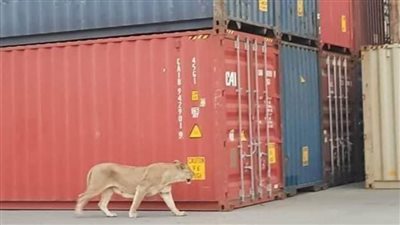 حقيقة تجول أسود في ساحة شحن البضائع بميناء الإسكندرية