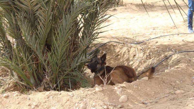 الزراعة تنفذ تجربة