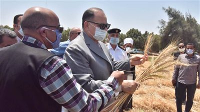محافظ أسيوط: بدء حصاد محصول القمح وزراعة 240 ألف فدان  (صور) 