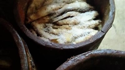 عاجل.. ضبط 1.5طن أسماك مملحة غير صالحة للاستهلاك الآدمي بالبحيرة