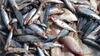 مباحث التموين تضبط طن أسماك مملحة قبل طرحها بالأسواق