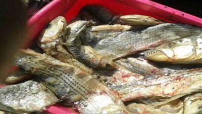 الزراعة: ضبط 63 طن فسيخ ورنجة غير صالحة