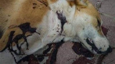 المنياوية يفترسون السلعوة 