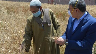 محافظ المنيا يتابع حصاد القمح بديرمواس  