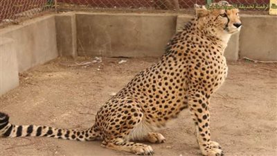 اذهب إلي حديقة الحيوان وزور قناة السويس من بيتك 