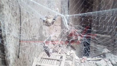 الزراعة تنصب شباكها لاصيطاد خفافيش أثارت ذعرًا بين أهالي سمالوط بالمنيا.. (صور)