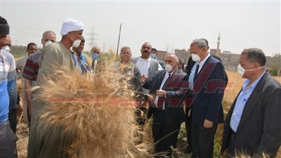 محافظ القليوبية: زراعة 52 ألف فدان قمح العام الحالي
