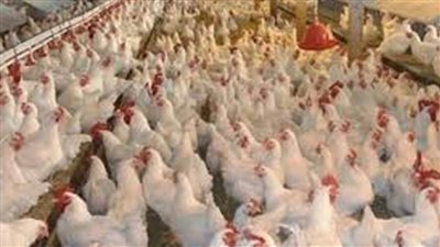 تطوير مشروع الدواجن ببني سويف 