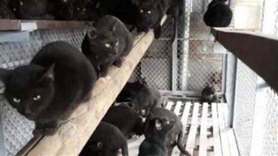 آخر التقاليع.. علاج مرضى 