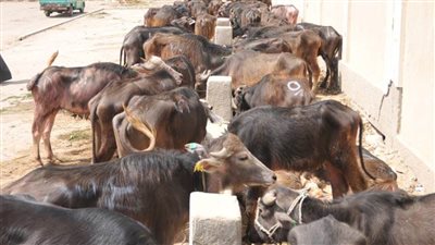 إعدام رأس ماشية غير صالحة للاستهلاك  بالمنيا  