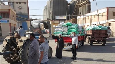 توريد 12 ألف طن قمح إلى مواقع التخزين بالغربية