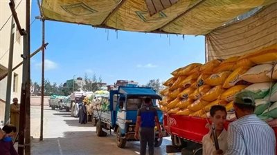 توريد 44339 طن قمح لشون وصوامع كفر الشيخ