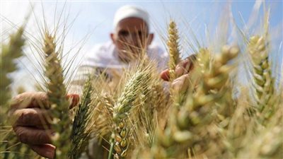 توريد 87 ألف طن قمح لصوامع الدقهلية