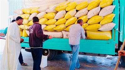 شون وصوامع كفر الشيخ تستقبل 90112 طن قمح محلي