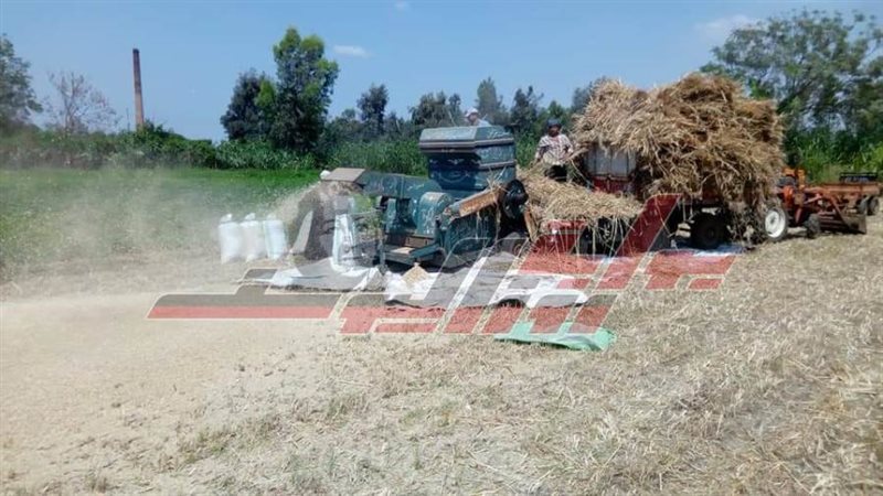 عمليات حصاد القمح