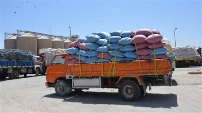 توريد 132 ألف طن قمح بالمنيا