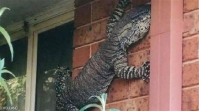 زلازل وفيروسات ودبابير وسحالي ..الطبيعة تطارد أمريكا