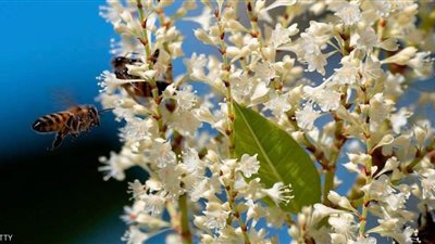 رغم معاناة إيطاليا.. كورونا قدم 