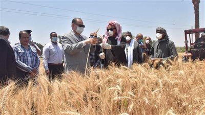 توريد 74 ألف طن قمح بأسيوط