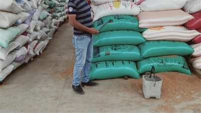 محافظ البحيرة: توريد 252349 طن قمح بالصوامع والشون