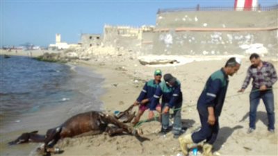 انتشال حصان نافق من شاطئ المكس غرب الإسكندرية