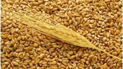 توريد 18 ألفًا و144 طن قمح لمواقع التخزين بدمياط