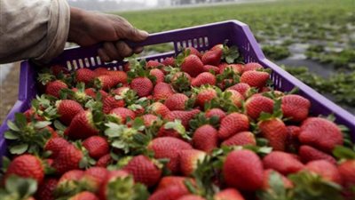 وزارة الزراعة: مصر الأولى عالميا في تصدير الفراولة المجمدة