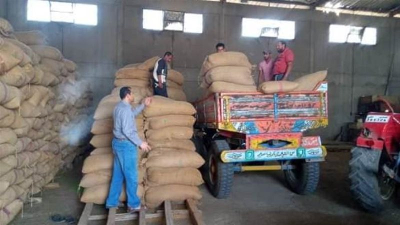 توريد القمح