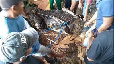 تمساح يسحب فتاة تحت الماء ووجدت بدون إصابات 