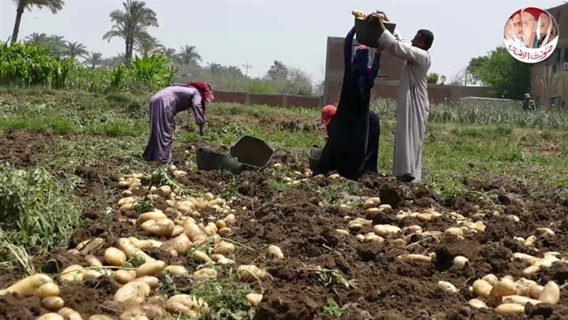 بوابة روز اليوسف