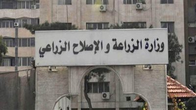 عاجل.. الزراعة تكذب شائعة تداول أنواع خوخ مسرطنة بالأسواق