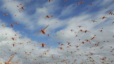 الإمارات.. انتشار أسراب من الجراد في دبي