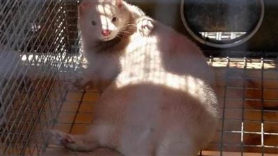 بعد الخفافيش وآكل النمل.. حيوان جديد ينقل فيروس كورونا للإنسان ا