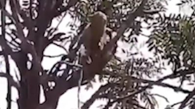 القرود سرقت عينات المصابين بفيروس كورونا  (فيديو)