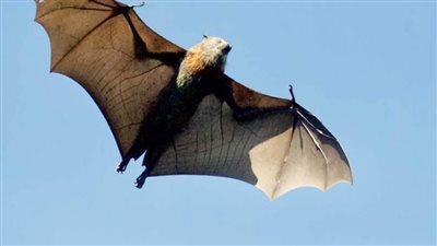 أكاديمي تركي: عواقب قتل الخفافيش وخيمة