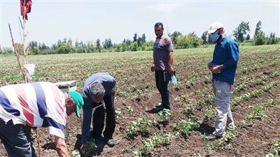 لجان المكافحة والإرشاد تتابع زراعات القطن والمحاصيل الصيفية بالبحيرة