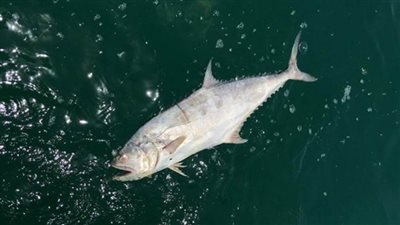 ظهور أسماك نافقة على شواطئ البحرين يثير التساؤلات.. والبيئة ترد