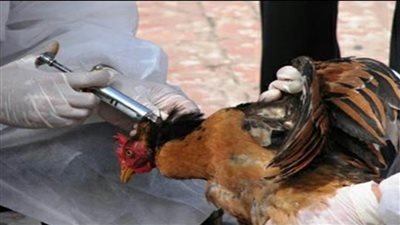 تحصين 200 ألف طائر ضد انفلونزا الطيور بالشرقية
