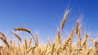 السودان يشتري آلاف الأطنان من القمح من برنامج الغذاء العالمي