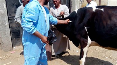 تحصين 177 ألف رأس ماشية ضد الحمى القلاعية بالبحيرة