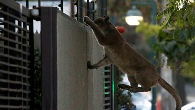 شاهد.. لحظات مرعبة لأسد يتجول بحرية في شوارع كاليفورنيا