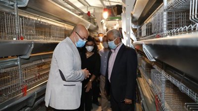 مشروعات الدواجن تنتج  225 ألف طائر و40 مليون بيضة سنويا ببني سويف