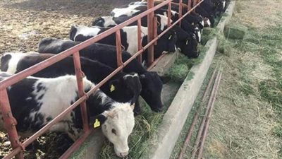 الثروة الحيوانية.. تربية مليون رأس ماشية ومليار جنيه لـ