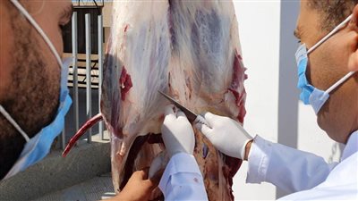 لمحاربة الغلاء.. جامعة دمنهور تطرح لحوما بـ٨٠ جنيها